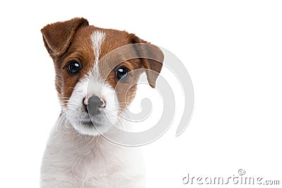 Jack russell terrier dog with very cute expression on face Stock Photo