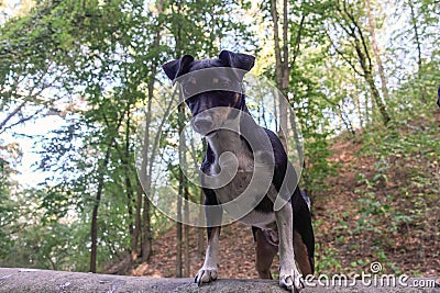 Jack Russell Terrier dog for a walk in the park Stock Photo