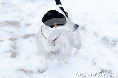 Jack Russell Terrier.The dog walks on a deserted stone beach. Stock Photo