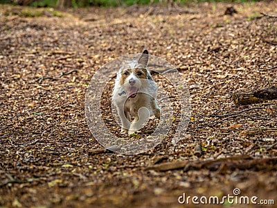 Jack Russell Terrier. English Home counties, woodlands Stock Photo