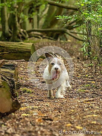 Jack Russell Terrier. English Home counties, woodlands Stock Photo