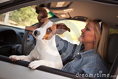 Jack Russell Terrier Enjoying a Car Ride Stock Photo
