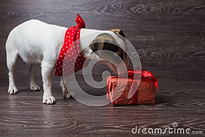 Jack Russell Terrier with festive gift box. Stock Photo