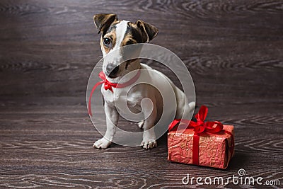 Jack Russell Terrier with festive gift box. Stock Photo