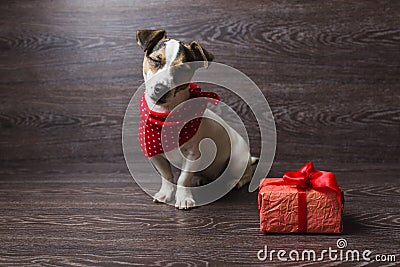 Jack Russell Terrier with festive gift box. Stock Photo