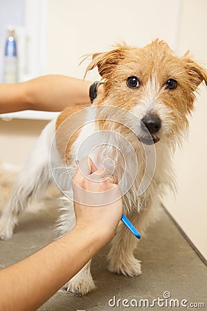 Jack Russell Terrier getting his hair cut Stock Photo