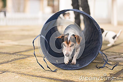 A jack russell terrier granny dog 14 years old going through tunnel outside Stock Photo