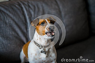 Jack Russell Terrier grins his teeth and growls Stock Photo