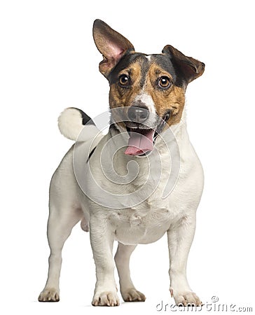 <b>Jack Russell Terrier</b>, 3 Jahre Alt, Stellung Und Keuchen Stockfotos - Bild: ... - jack-russell-terrier-jahre-alt-stellung-und-keuchen-30818830