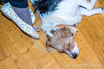 Jack Russell Terrier lies on wooden floor at home next master`s female feet Stock Photo