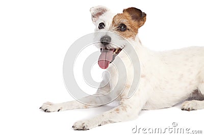 Jack russell terrier lying down Stock Photo