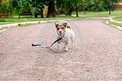 Lost dog walking with loose leash on ground happy to find its owner Stock Photo