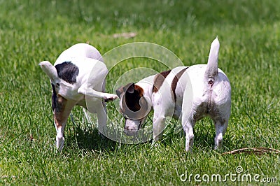 Jack Russell Terrier Peeing on other Dog Stock Photo