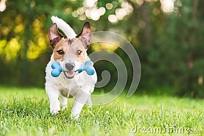 Happy and cheerful dog playing fetch with toy bone at backyard lawn Stock Photo