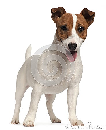 Jack Russell Terrier puppy Stock Photo