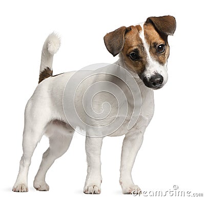 Jack Russell Terrier puppy, 7 months old Stock Photo