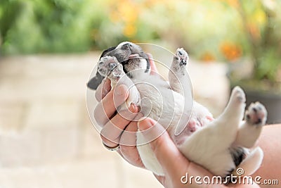 Jack Russell Terrier puppy dog 14 days old Stock Photo