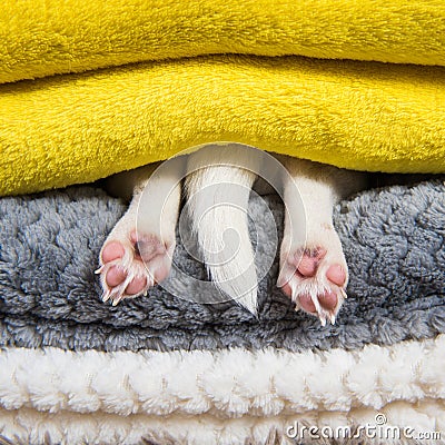 Jack Russell Terrier puppy dog paws and tail is sleeping under the blanket in bed. Stock Photo