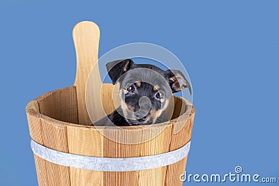 Jack Russell Terrier puppy, 2 months old. Dog sits in a wooden sauna bucket, blue background. Selective focus Stock Photo