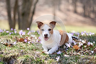Jack Russell Terrier dog rests among spring blooms. Stock Photo