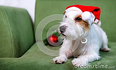 Jack Russell Terrier in santa hat on green sofa christmas with bouble Stock Photo