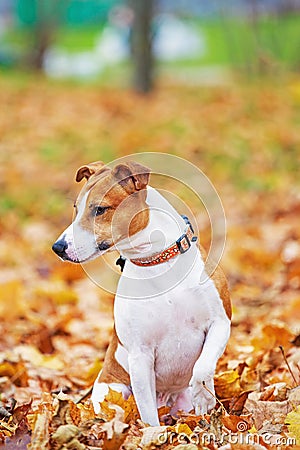 Jack Russell Terrier sitting.The dog looks away Stock Photo