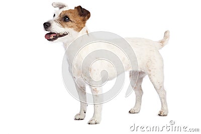 Jack russell terrier standing Stock Photo