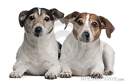 Jack Russell Terriers, 6 and 12 years old, lying Stock Photo