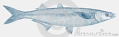 Jack silverside jacksmelt atherinopsis californiensis, marine fish from the pacific coast of north america Vector Illustration