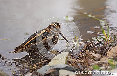 Jack snipe or Lymnocryptes minimus is a migratory waterbird. Stock Photo