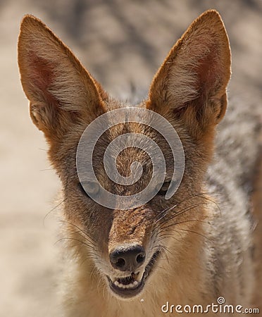 The Jackal Stock Photo