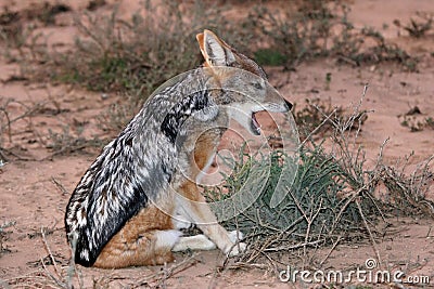 Jackal - Black Backed Stock Photo