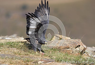 Jackal Buzzard Stock Photo