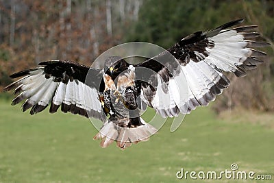 Jackal Buzzard Bird in Flight Stock Photo