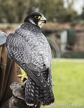 Jackal Buzzard at Thorpe Perrow Stock Photo