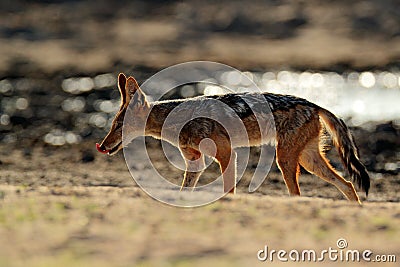 Jackal and evening sunlight. Black-Backed Jackal, Canis mesomelas mesomelas, portrait of animal with long ears, Tanzania, South Stock Photo