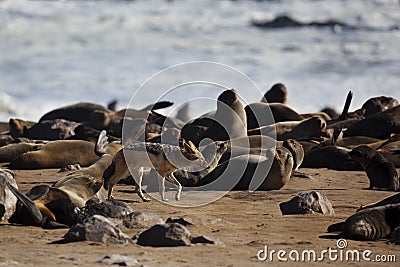 Jackal in fur-seal colony, Skeleton Coast Stock Photo
