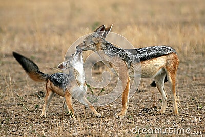 Jackal and Pup Stock Photo