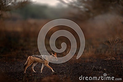 Jackal run in black ash and cinders, Savuti, Chobe NP in Botswana. Hot season in Africa. Wildlife. Black-Backed Jackal, Canis Stock Photo