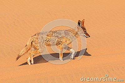 Jackals in the dunes of the Namib Desert, Swakopmund, Namibia Stock Photo