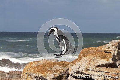 Jackass Penguin or African Penguin, spheniscus demersus, Adult Jumping from Rock, Betty`s Bay in South Africa Stock Photo