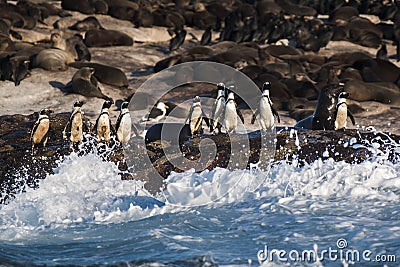 Jackass penguins standing on the rocks at Seal Island Stock Photo