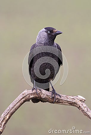 Jackdaw bird Stock Photo