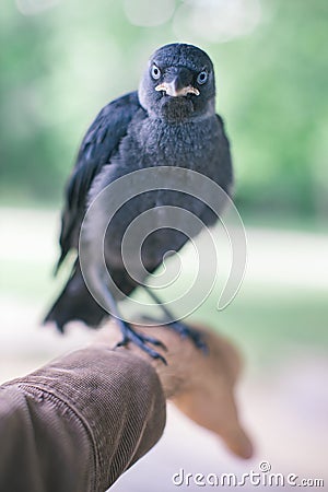 jackdaw bird held by a man Stock Photo