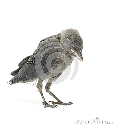 Jackdaw bird on a white background Stock Photo