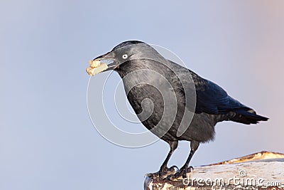 Jackdaw with cake in its beak Stock Photo