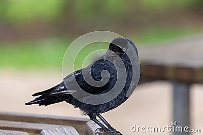 Jackdaw (coloeus monedula Stock Photo