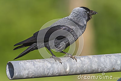 Jackdaw Corvus monedula Stock Photo