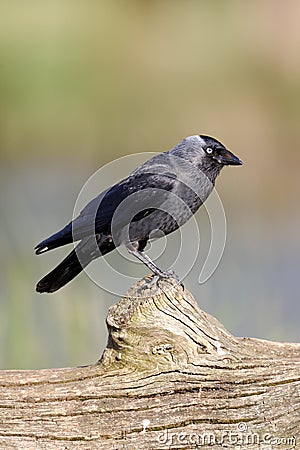 Jackdaw, Corvus monedula Stock Photo