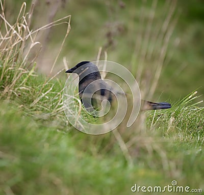 Jackdaw in the grass Stock Photo